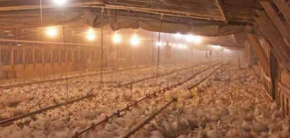 What are some associated costs with a chicken ranch?